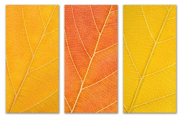 Autumn Leaves by Philippe Monthoux