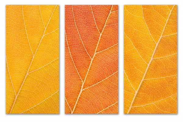 Autumn Leaves by Philippe Monthoux