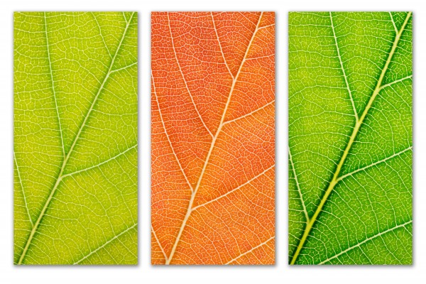 Autumn Leaves by Philippe Monthoux