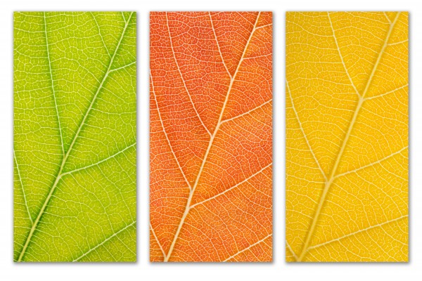 Autumn Leaves by Philippe Monthoux