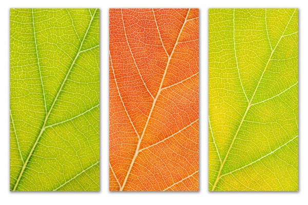 Autumn Leaves by Philippe Monthoux