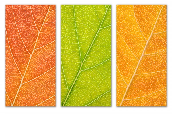 Autumn Leaves by Philippe Monthoux