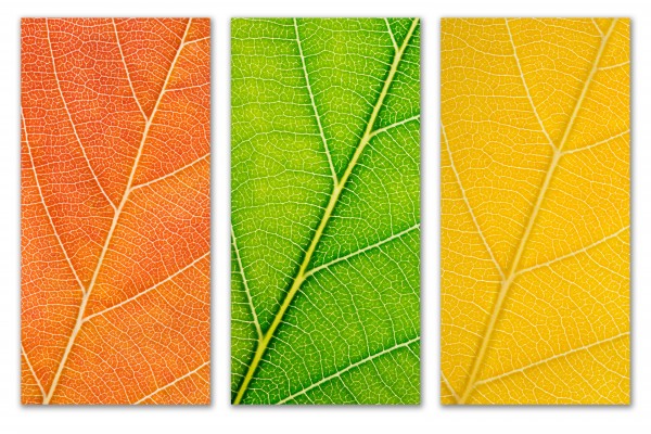 Autumn Leaves by Philippe Monthoux