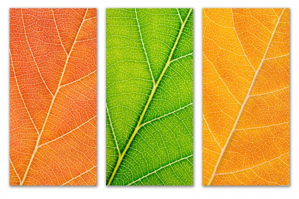 Autumn Leaves by Philippe Monthoux