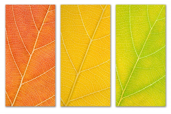 Autumn Leaves by Philippe Monthoux