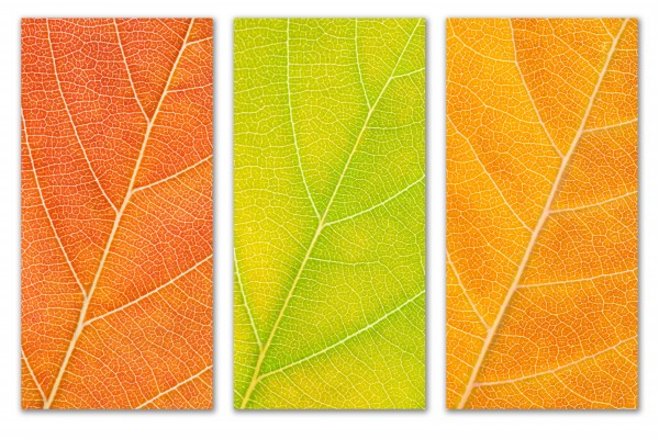 Autumn Leaves by Philippe Monthoux