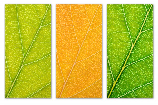 Autumn Leaves by Philippe Monthoux