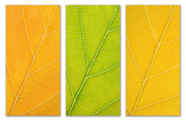 Autumn Leaves by Philippe Monthoux