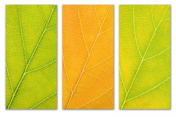 Autumn Leaves by Philippe Monthoux