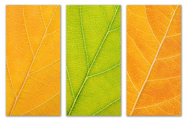 Autumn Leaves by Philippe Monthoux