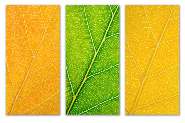 Autumn Leaves by Philippe Monthoux
