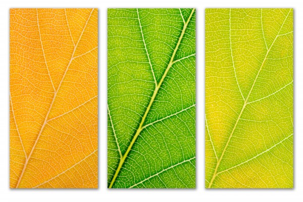 Autumn Leaves by Philippe Monthoux
