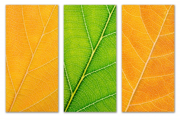 Autumn Leaves by Philippe Monthoux