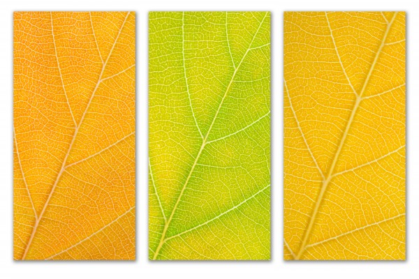 Autumn Leaves by Philippe Monthoux
