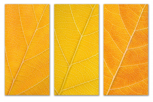 Autumn Leaves by Philippe Monthoux
