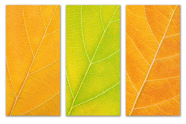 Autumn Leaves by Philippe Monthoux