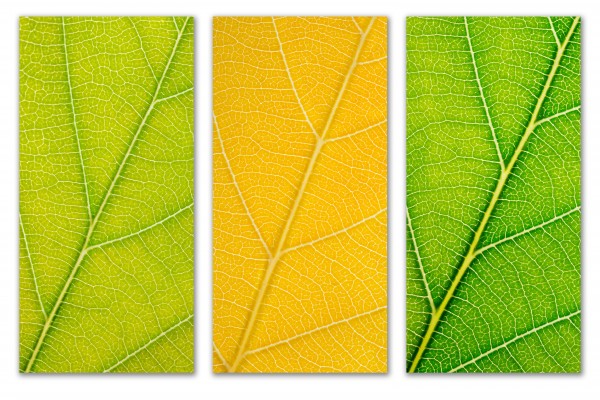 Autumn Leaves by Philippe Monthoux