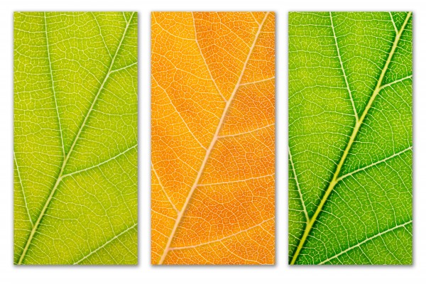 Autumn Leaves by Philippe Monthoux