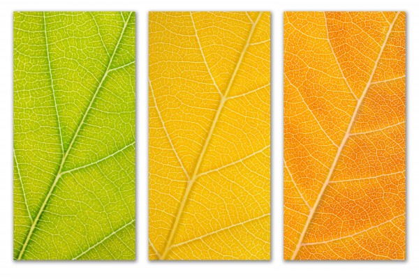 Autumn Leaves by Philippe Monthoux