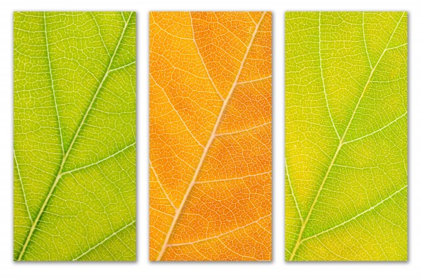 Autumn Leaves by Philippe Monthoux