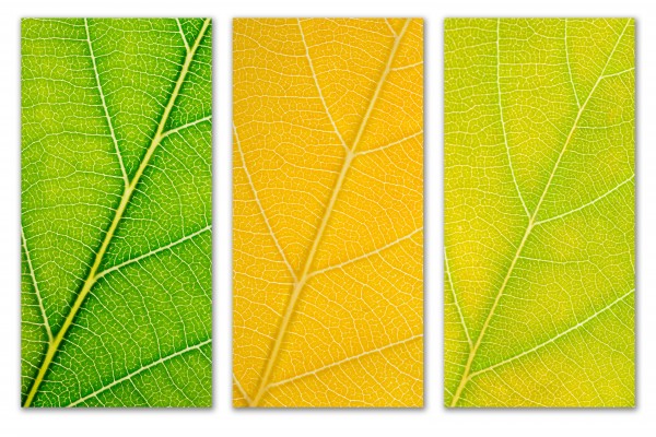 Autumn Leaves by Philippe Monthoux