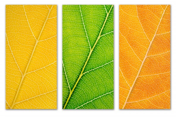 Autumn Leaves by Philippe Monthoux