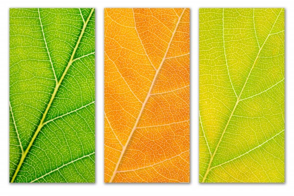 Autumn Leaves by Philippe Monthoux