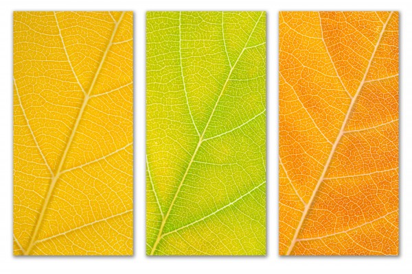 Autumn Leaves Print