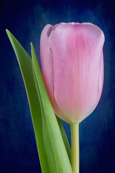 Tulip Print