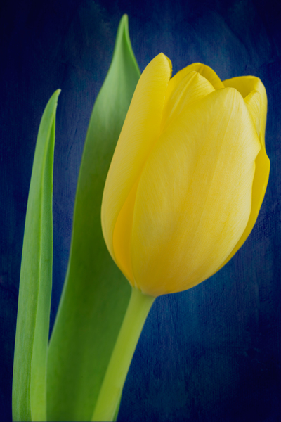 Tulip Print