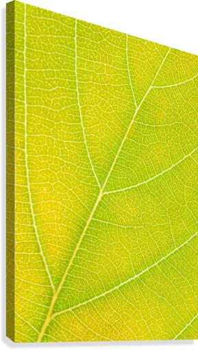Autumn Leaf Canvas Print