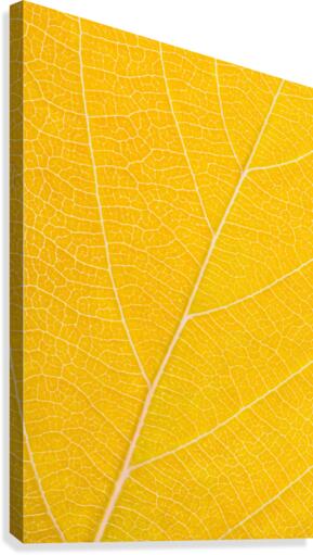 Autumn Leaf Canvas Print
