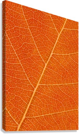 Autumn Leaf Canvas Print
