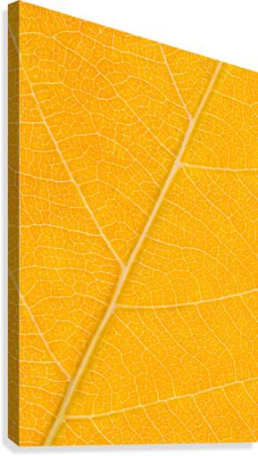 Autumn Leaf Canvas Print