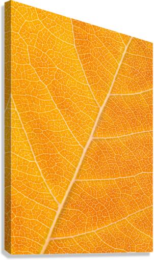 Autumn Leaf Canvas Print