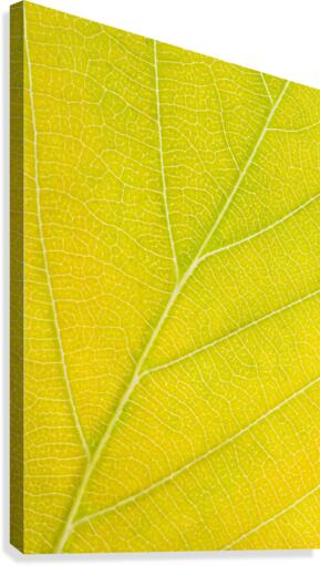 Autumn Leaf Canvas Print