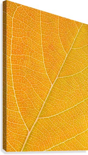 Autumn Leaf Canvas Print