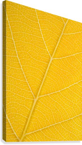 Autumn Leaf Canvas Print