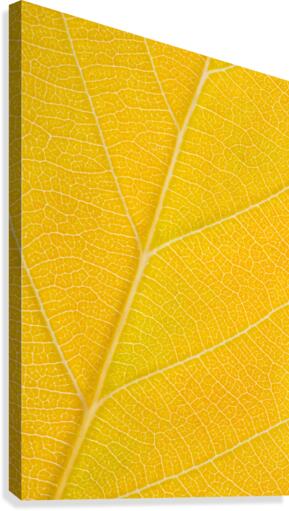 Autumn Leaf Canvas Print