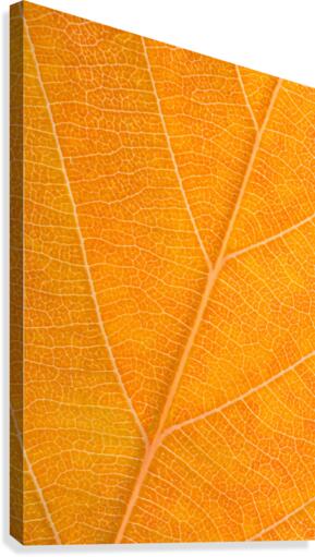 Autumn Leaf Canvas Print