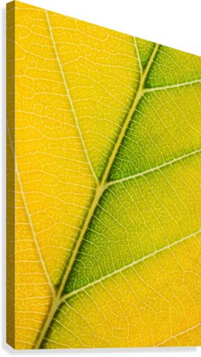 Autumn Leaf Canvas Print