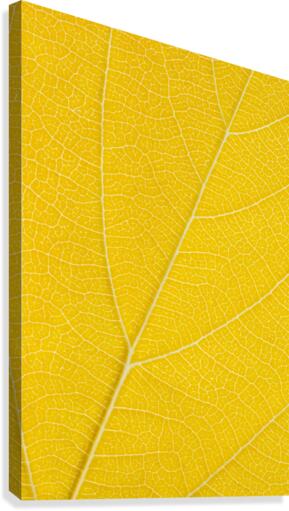 Autumn Leaf Canvas Print