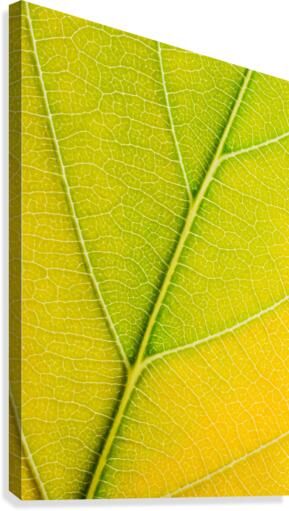 Autumn Leaf Canvas Print