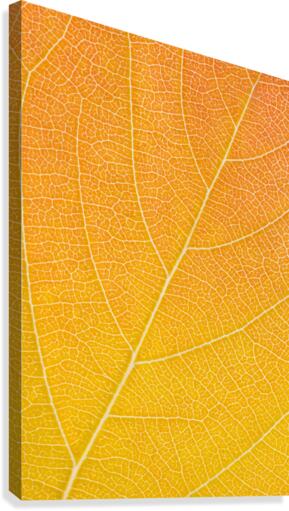 Autumn Leaf Canvas Print