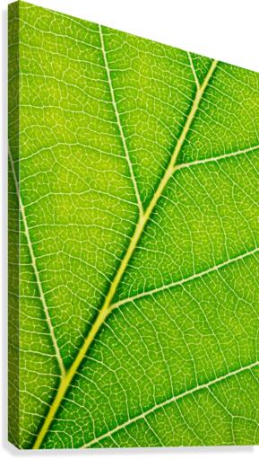 Autumn Leaf Canvas Print