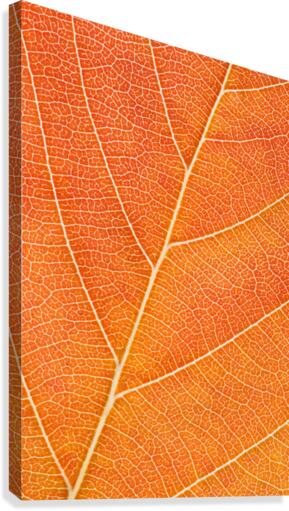 Autumn Leaf Canvas Print