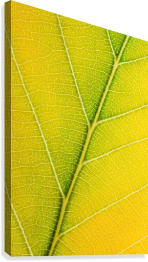 Autumn Leaf Canvas Print