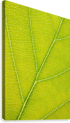 Autumn Leaf Canvas Print
