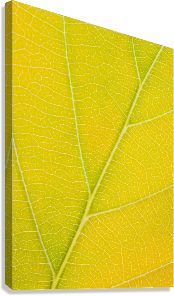 Autumn Leaf Canvas Print