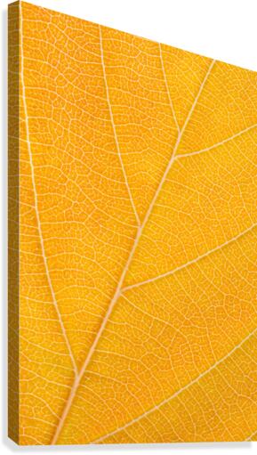 Autumn Leaf Canvas Print